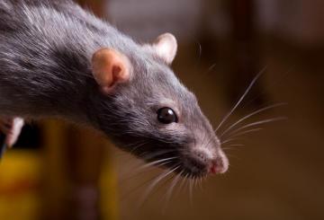 Крысы смеются от щекотки, – ученые