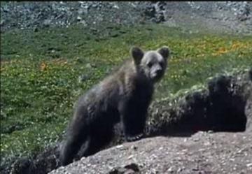 Считавшийся вымершим медведь был обнаружен на Алтае