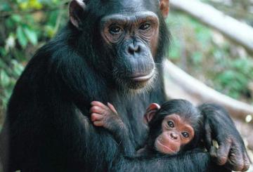 Учеными обнаружены новые способности шимпанзе
