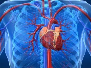 Ученые рассказали, как появляются отложения кальция в сердце