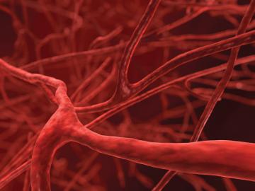 Ученые из США научились выращивать кровеносные сосуды в лаборатории