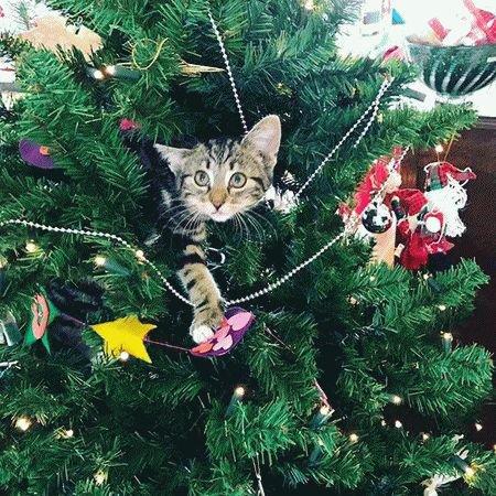 10 котов, которые так любят Рождество (ФОТО)
