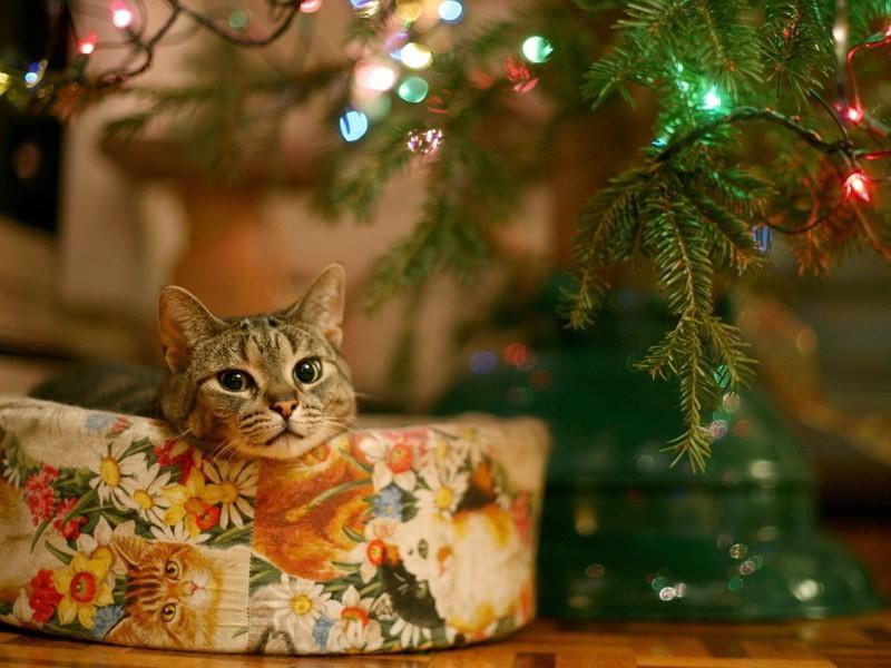 Праздничные коты в ожидании Нового года! (ФОТО)