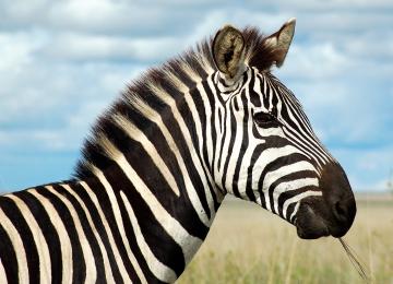 Ученые выяснили, почему зебры полосатые