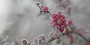 Мороз и цветы: неожиданный тандем (ФОТО)