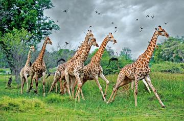 Экологи бьют тревогу: жирафы находятся на грани вымирания