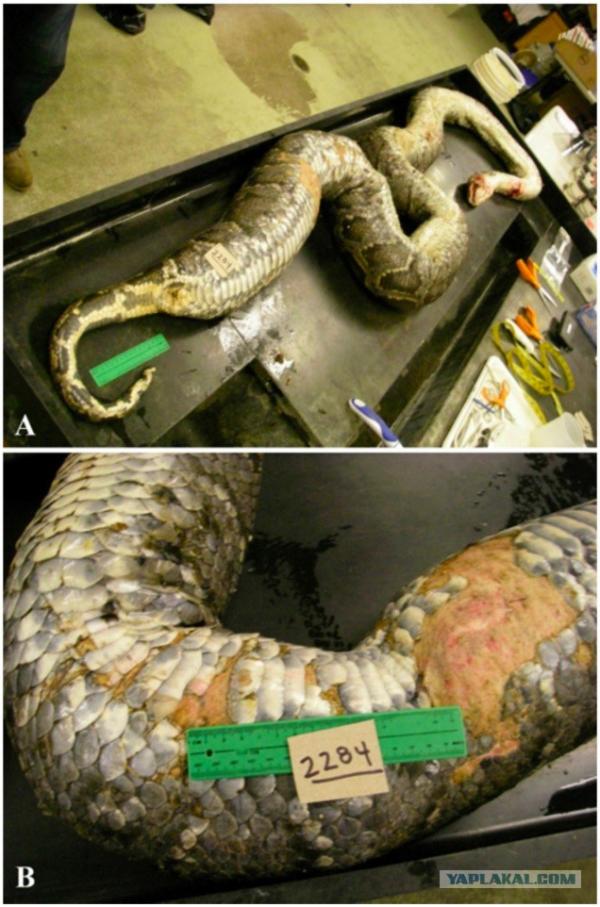 Внутри питона: вскрытие огромной змеи шокировало ученых  (ФОТО)