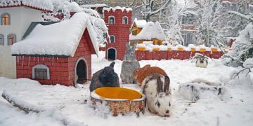 Город кроликов: сказка существует (ФОТО)