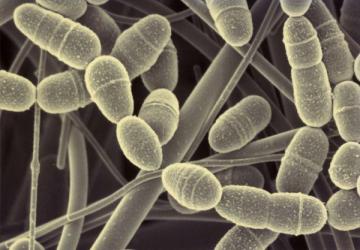 Ученые: патогенные бактерии используют «секретный язык»