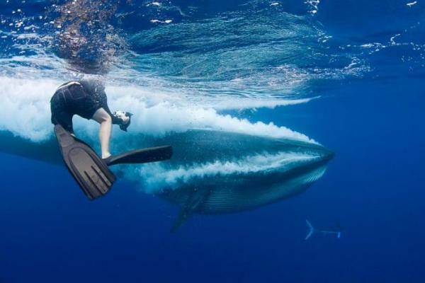 Экстремальная ситуация: любитель дайвинга едва не угодил в пасть киту (ФОТО)