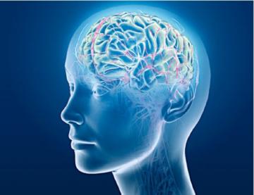 Мозг человека активно развивается до 30 лет, - ученые