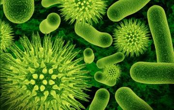Ученые нашли способ эффективной борьбы с бактериями