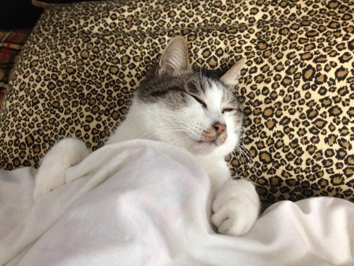 Лучший флешмоб из Японии: Уставшие коты спят как люди (ФОТО)