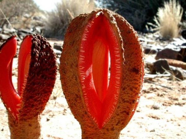 Африканская гиднора – одно из самых странных растений (ФОТО)