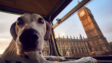 В Лондоне запустили первый в мире автобусный тур для собак и их хозяев (ФОТО)