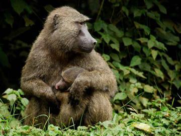 Ученые выяснили, почему бабуины убивают детенышей