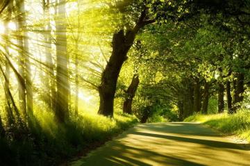 Деревья помогут ученым лучше изучить Солнце