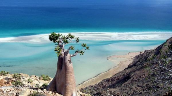 Остров Сокотра – одно из самых прекрасных и удивительных мест на Земле (ФОТО)