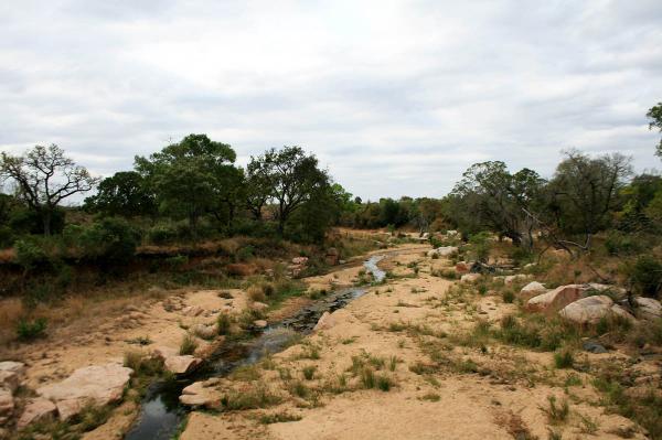 Национальный парк Крюгера в ЮАР – необъятные площади африканской природы (ФОТО)