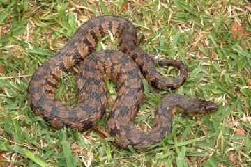 Житель Техаса обнаружил в своем доме змеиное логово (ФОТО)