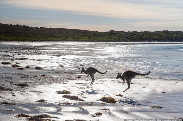 Белоснежный пляж в мире кенгуру (ФОТО)