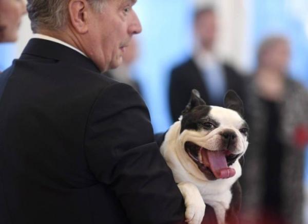 Домашний питомец президента Финляндии стал новой звездой интернета (ФОТО)