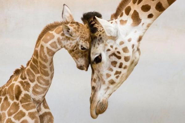 В мире животных: заботливые родители и их малыши (ФОТО) 