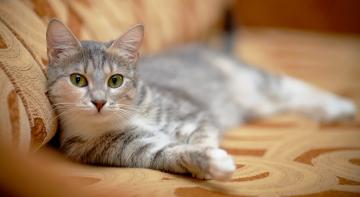 Ученые обнаружили у котов опасные химические элементы