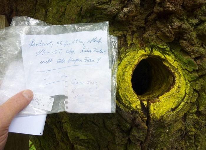 Дерево любви: Самый романтичный дуб в мире (ФОТО)