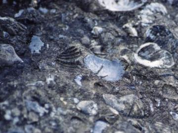 Палеобиологи обнаружили древнейшийшие фрагменты жизни на Земле