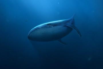 Ученые впервые сняли на видео редчайшего кита (ВИДЕО)