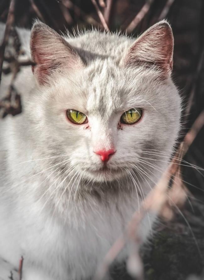 Снимки бродячих котов, глаза которых расскажут о жизни на улице (ФОТО)