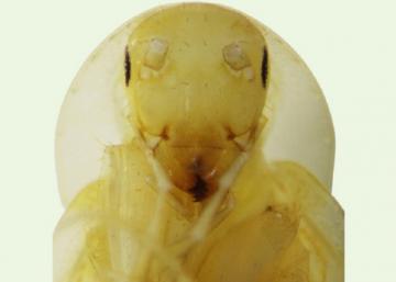 Ученые открыли новый вид тараканов (ФОТО)
