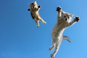 Курьезные снимки кошачьих, сфотографированных во время эпичных прыжков (ФОТО)