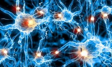 Канадские ученые доказали уникальную способность нервных клеток