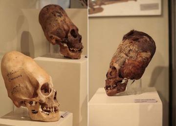 Анализ ДНК показал, что древние паракасцы из Перу не были людьми