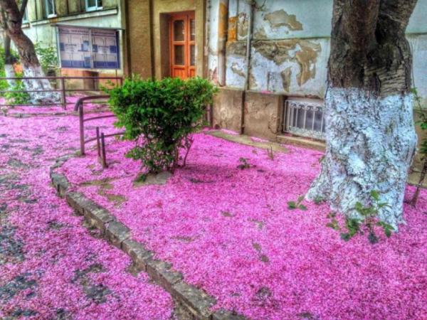Весна в Западной Украине: когда цветет Закарпатье (ФОТО)