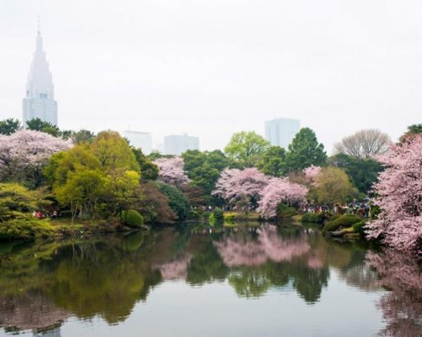 Розовая нежность: уникальный фестиваль сакуры в Японии (ФОТО)