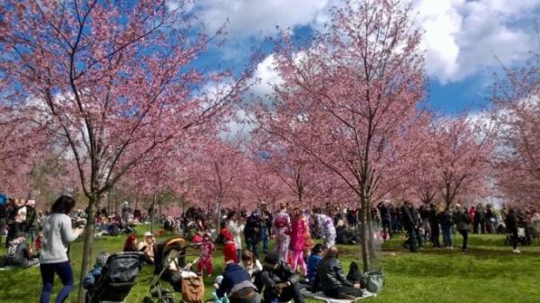 Розовая нежность: уникальный фестиваль сакуры в Японии (ФОТО)