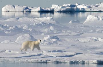 Ученые наглядно продемонстрировали, как тают полярные льды (ВИДЕО)