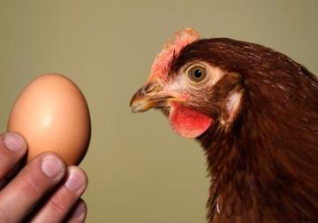 Ученые решили извечную дилемму «курицы и яйца»