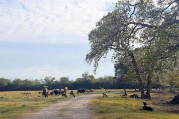 В американском штате Техас продают зоопарк за 7 миллионов долларов (ФОТО)