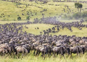 Невероятные снимки большого скопления животных, которые поражают воображение (ФОТО)