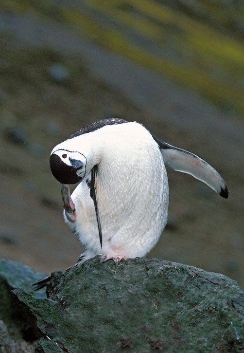 10 фото, которые докажут, что пингвины - милейшие создания (ФОТО)