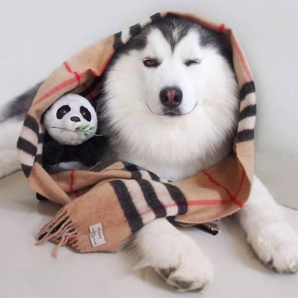 Пес, похожий на панду, стал новой звездой социальных сетей (ФОТО)