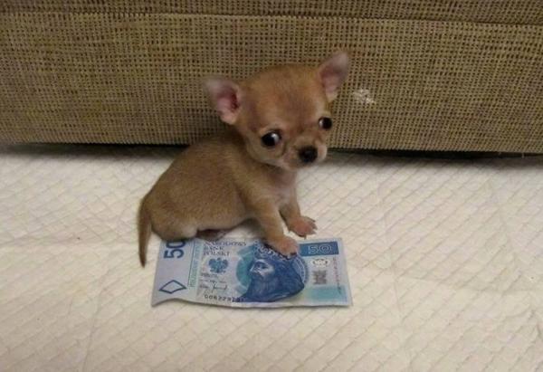 Чихуахуа Туди: самый маленький пес Европы (ФОТО)