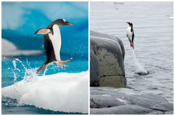10 фото, которые докажут, что пингвины - милейшие создания (ФОТО)