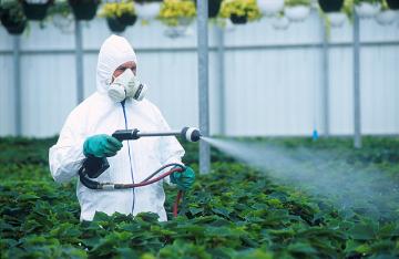 Ученые выяснили, что пестициды провоцируют раннее половое созревание