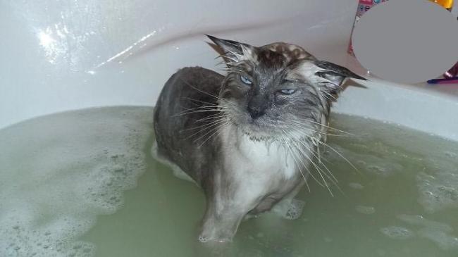 Курьезные снимки животных, которые принимают ванну (ФОТО)