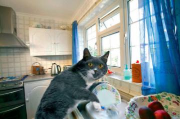 Эксперты рассказали, как научить кота мыть за собой посуду (ВИДЕО)